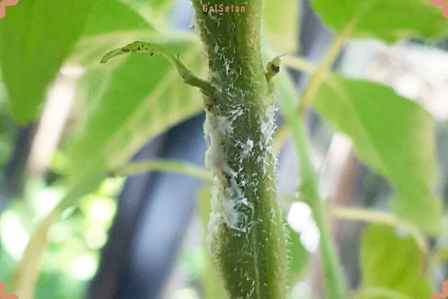 TVETA
